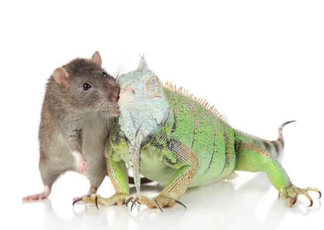 Chameleon RAT: Unpacking the New Generation of Stealthy Android Malware