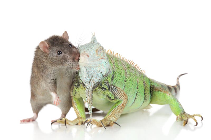 Chameleon RAT: Unpacking the New Generation of Stealthy Android Malware