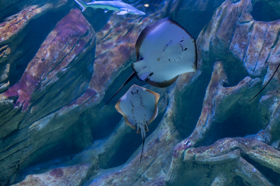 The Foldable Frontier: A Deep Dive into the Future of Android Phones in 2025